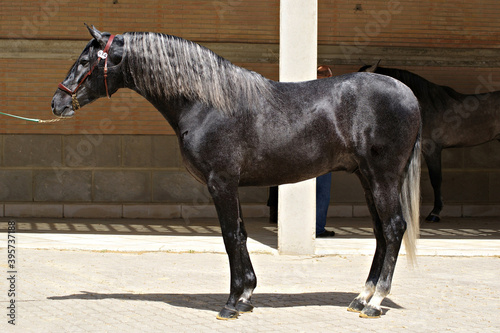 Full body portrait of a young spanish horse photo