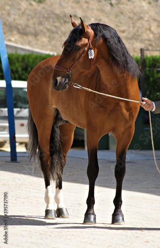 Full body portrait of a young spanish horse © Azahara