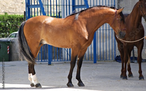 Full body portrait of a young spanish horse