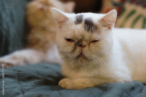 A Persian cat sitting while sleeping on a sofa with blurry background. This is the Exotic cat breed, it is similar to a Persian cat, but has short hair.