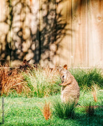 Wallaby on field photo