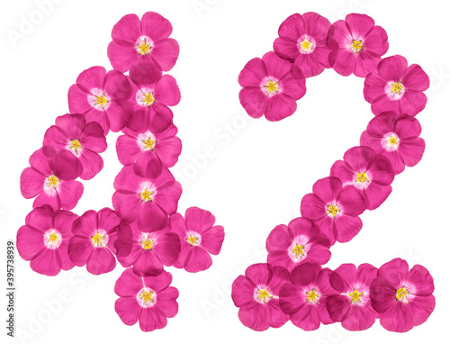 Arabic numeral 42  forty two  from pink flowers of flax  isolated on white background