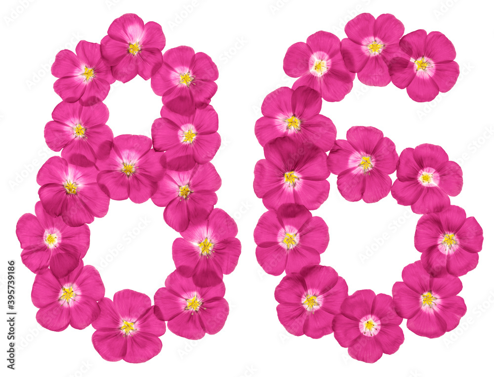 Arabic numeral 86, eighty six, from pink flowers of flax, isolated on white background