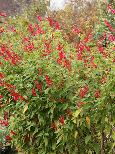 (Salvia elegans) Sauge ananas ou sauge élégante à floraison rouge écarlate aux tiges pourprées garnies de feuilles vertes, rugueuses et parfumées photo