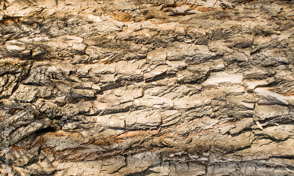 Old willow tree bark texture