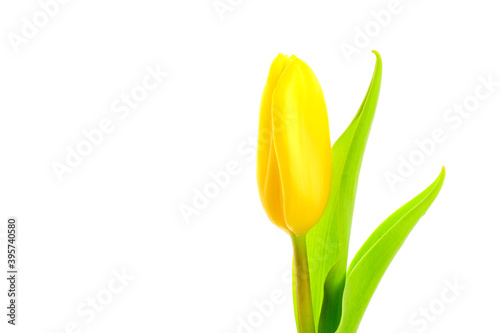 Fototapeta Naklejka Na Ścianę i Meble -  Yellow tulip on white background