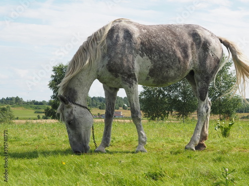 gray horse walking in the field. farming.