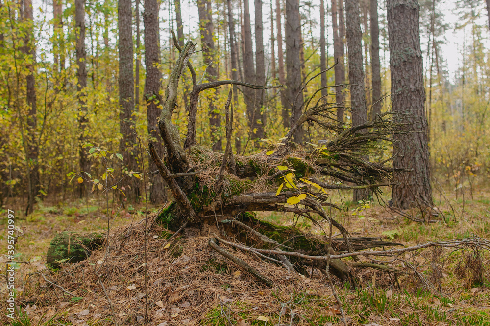 Obraz premium Fallen tree with roots out of soil isolated at beautiful autumn old trees background. Forest landscape.