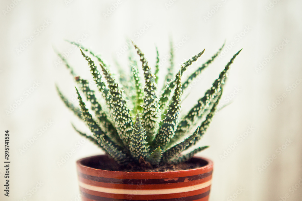 Variegated succulent in the craft pot, close up. Aloe vera plant. Natural organic renewal cosmetics. Aloe leaf. Variegated succulent in the craft pot, close up. Aloe vera plant. Natural organic renewal cosmetics. Aloe leaf.