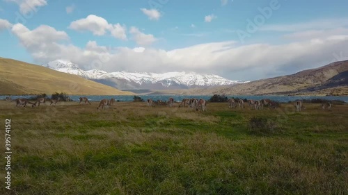 Llamas graze in nature, patagonia, chile. Wild llamas on a background of mountains in Patagonia, Chile photo