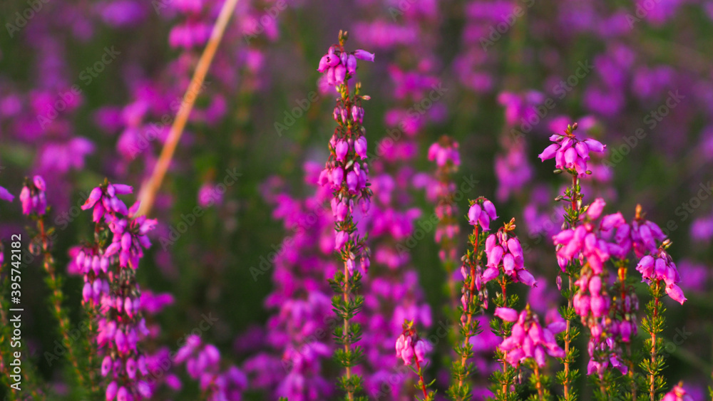 Fototapeta premium Groupe de bruyères poussant dans une forêt de jeunes pins, dans le Sud-Ouest de la France