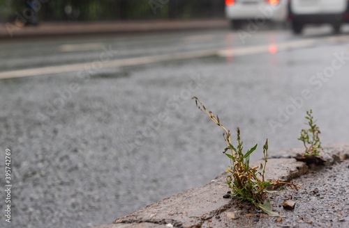 grass sprouting through cracks in the asphalt on the side of the road in the city center during rain