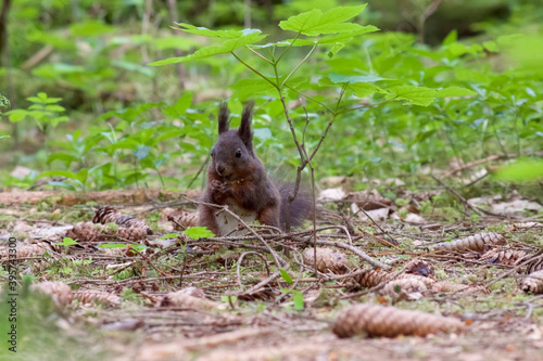 Eichhörnchen im Wald © Barton