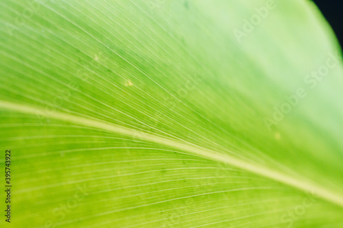 close up of detail of green leaf - Mental Health/wellbeing/wellness/SDGs/biology abstract background image