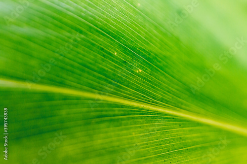 close up of detail of green leaf - Mental Health/wellbeing/wellness/SDGs/biology abstract background image