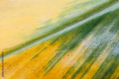 Tableau sur toile close up of detail of yellow leaf - Mental Health/wellbeing/wellness/SDGs/biolog
