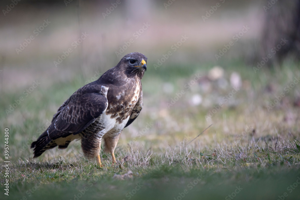 Obraz premium Buteo buteo buse variable
