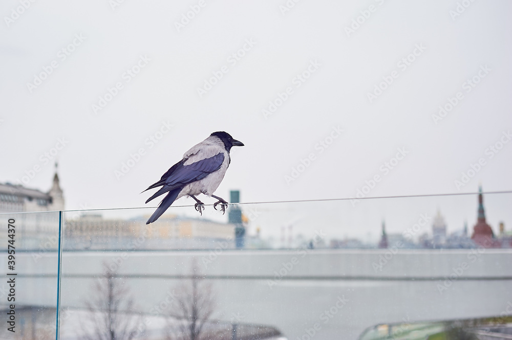 Fototapeta premium A crow sits on a glass fence in the background of the city. Ornithology