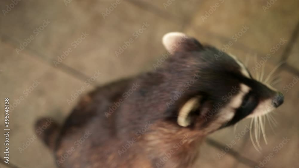 Striped raccoon stands on its hind legs asks for food. Grey racoon. Cute coon sit in the cage at zoo. Little animal Striped raccoon stands on its hind legs asks for food. Grey racoon. Cute coon sit in the cage at zoo. Little animal