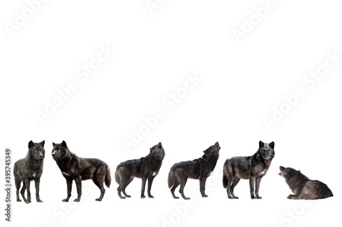 collage of wolves winter isolated on a white background.