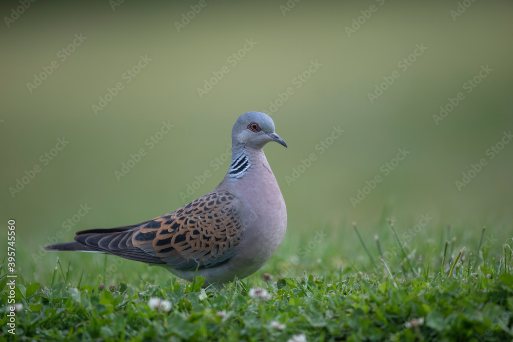 Tourterelle des bois Streptopelia turtur Tourterelle des bois Streptopelia turtur