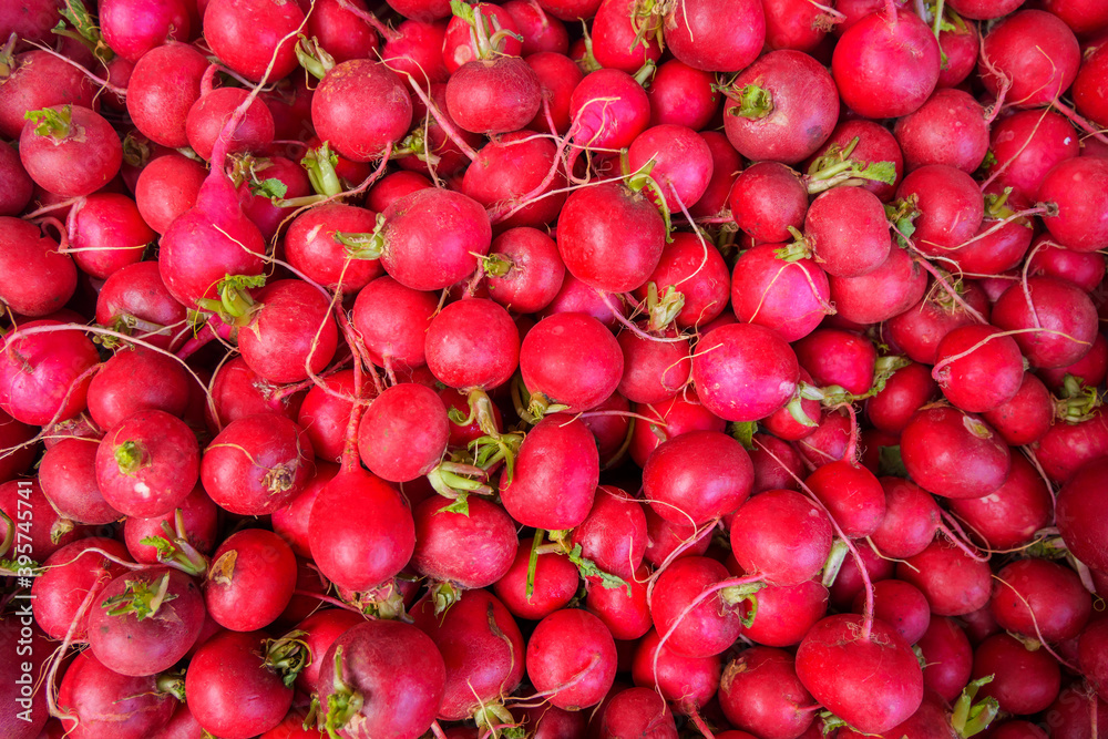Bunch of sweet radishes. Freshly harvested, purple colorful radish. Growing radish. Growing vegetables. Healthy food background. European radishes (Raphanus sativus) Bunch of sweet radishes. Freshly harvested, purple colorful radish. Growing radish. Growing vegetables. Healthy food background. European radishes (Raphanus sativus)