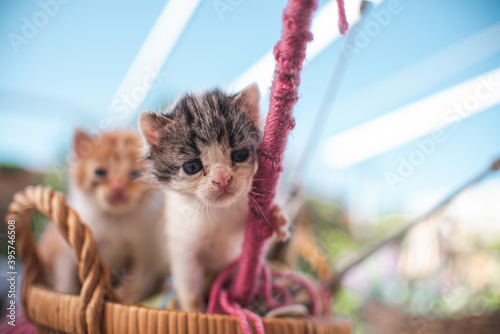 Little baby cat kitten playing in the garden