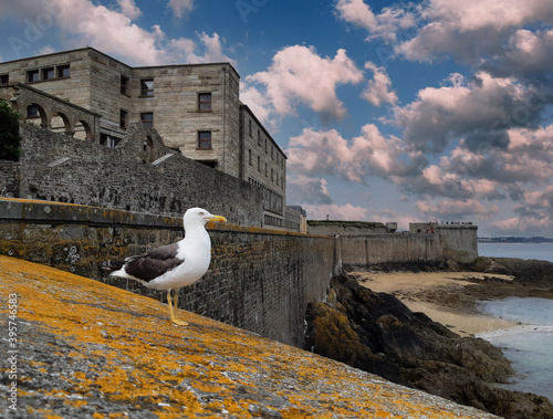 Goéland brun à Saint Malo Larus fuscus