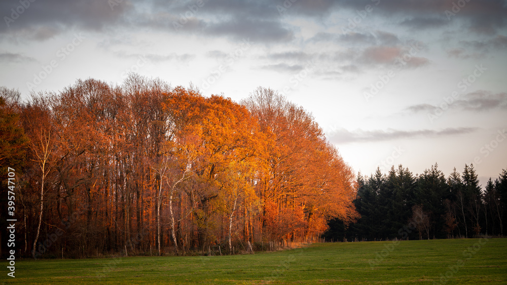 Fototapeta premium Schöner Wald im Herbst im Sonnenuntergang