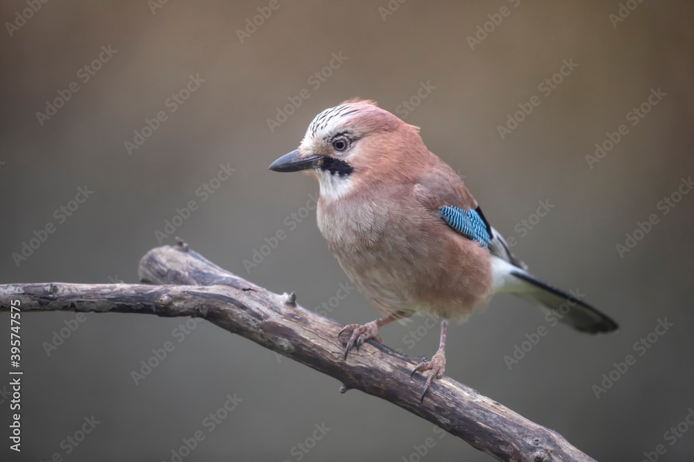 Geai des chênes Garrulus glandarius Geai des chênes Garrulus glandarius