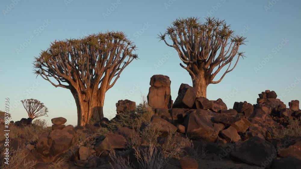Africa. Namibia. Sunset in the desert. Close-up, tilting view of a large quiver tree at sunset. Africa. Namibia. Sunset in the desert. Close-up, tilting view of a large quiver tree at sunset.