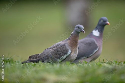 Pigeon ramier, palombe, Columba palumus © denis