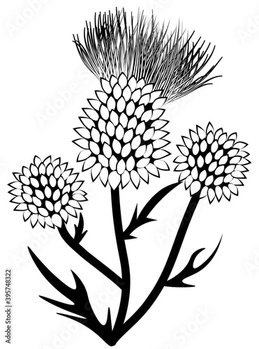 thistle flower buds in black