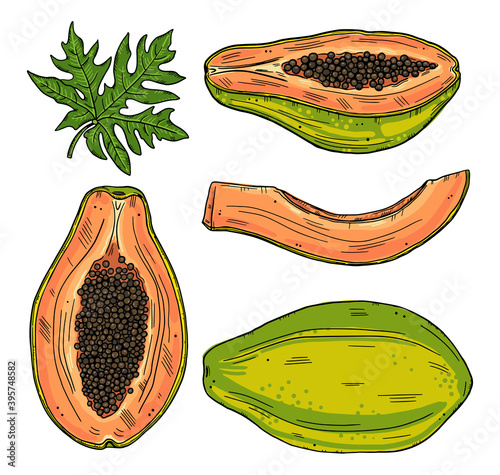 A set of papaya fruits in various forms. Whole and sliced fruit with leaves on a white background. Color doodle style.