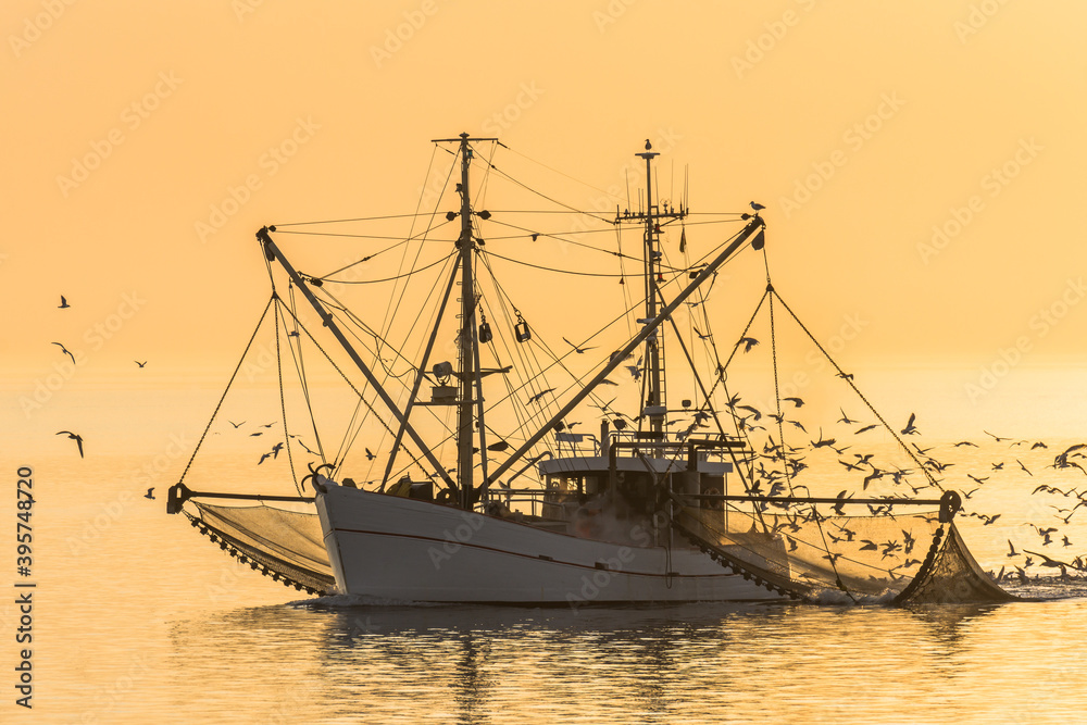 Naklejka premium Fischkutter auf der Nordsee mit ausgelegten Netzen und Schwarm von Seemöwen bei Sonnenuntergang, Büsum, Nordsee, Schleswig-Holstein, Deutschland
