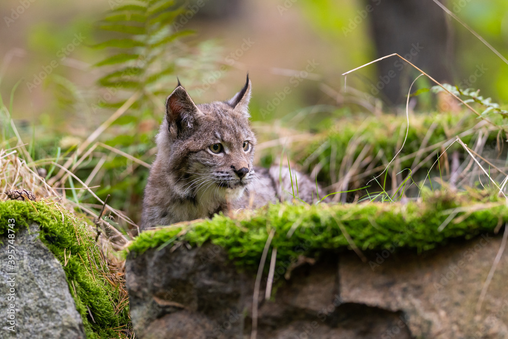 Lynx in green forest with tree trunk. Wildlife scene from nature. Playing Eurasian lynx, animal behaviour in habitat. Wild cat from Germany. Wild Bobcat between the trees