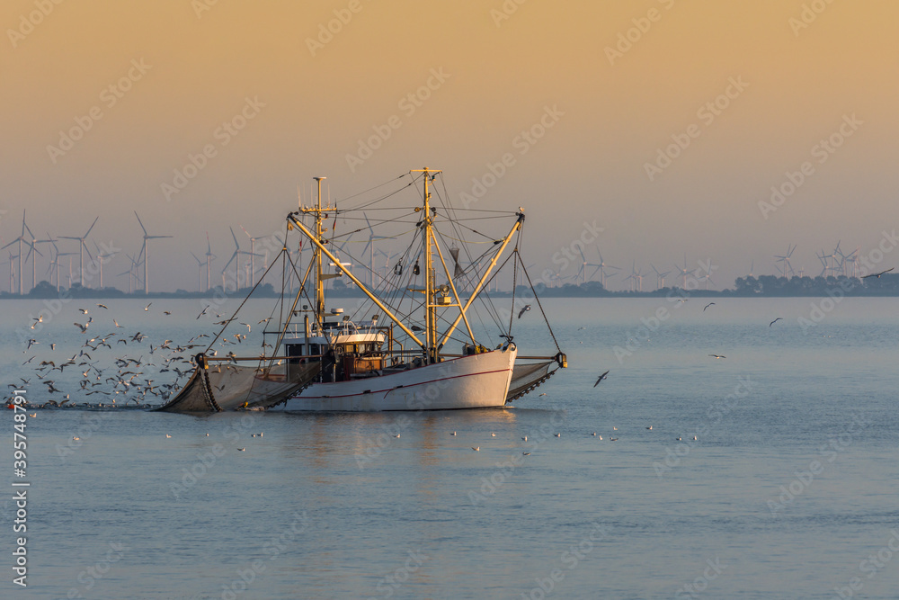 Fischkutter mit ausgelegten Netzen und Schwarm von Seemöwen, Büsum, Nordsee, Schleswig-Holstein, Deutschland