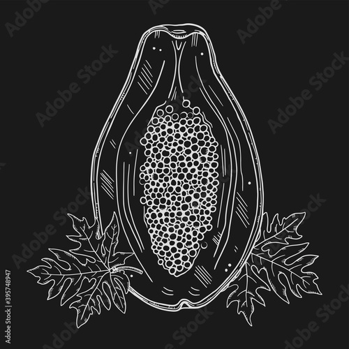 Vector illustration of a whole papaya and half a fruit, leaves of a fruit tree. White outline on a black background. Doodle chalk image style.