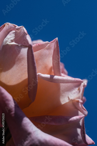 rose against the sky