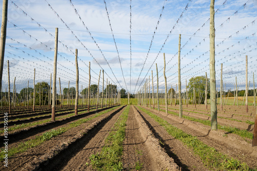 Foto Beautiful shot of a crop field