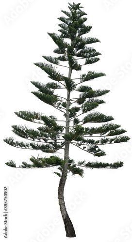 Pine tree or x'mas tree isolated on white background with clipping path. © CHAM