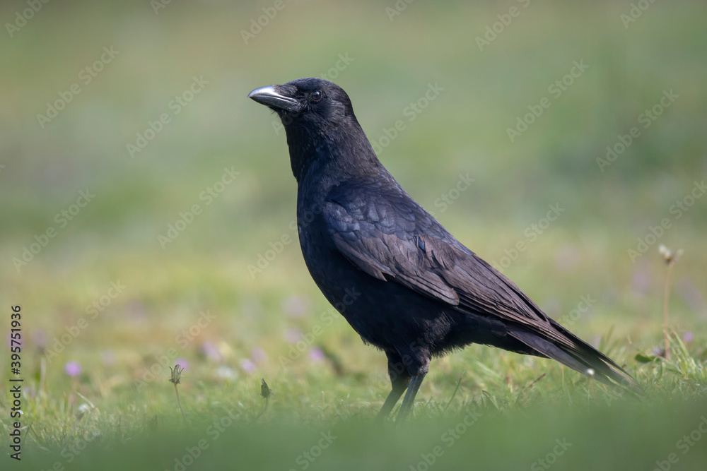 Corneille noire Corvus corone Corneille noire Corvus corone