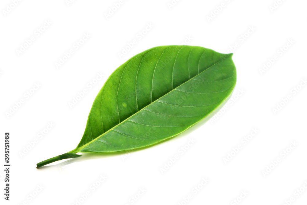 Obraz premium Green leaves on white background for design
