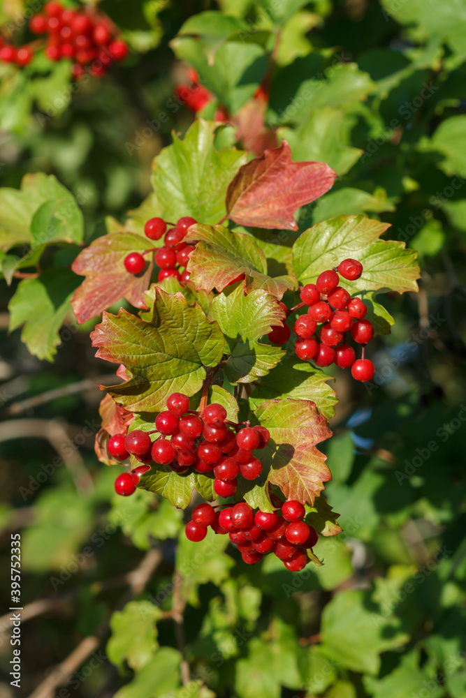 Viburnum branches with berries and autumn yellow leaves. Viburnum branches with berries and autumn yellow leaves.