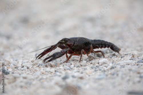 Ecrevisse rouge de Louisiane  Procambarus clarkii  