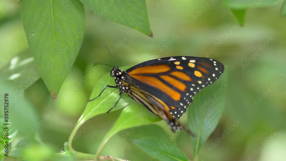 Butterfly on the leaf in 4k slow motion 60fps Butterfly on the leaf in 4k slow motion 60fps