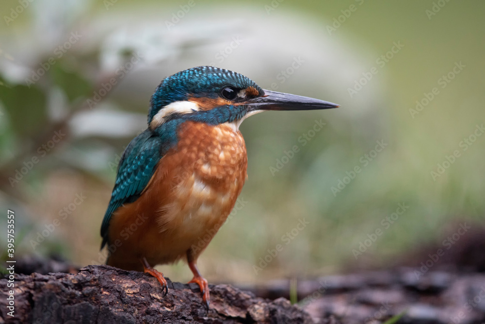 Martin-pêcheur d'Europe Alcedo atthis Martin-pêcheur d'Europe Alcedo atthis