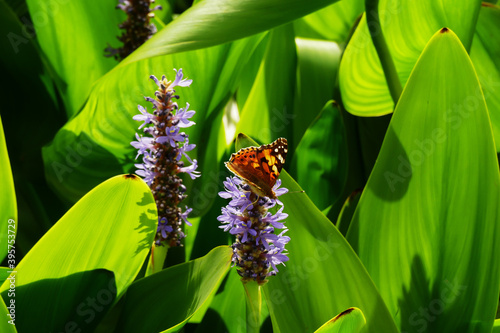 Closeup of pickerelweed (Pontedria Cordata) flower with a butterfly (Vanessa Atalanta)
 photo