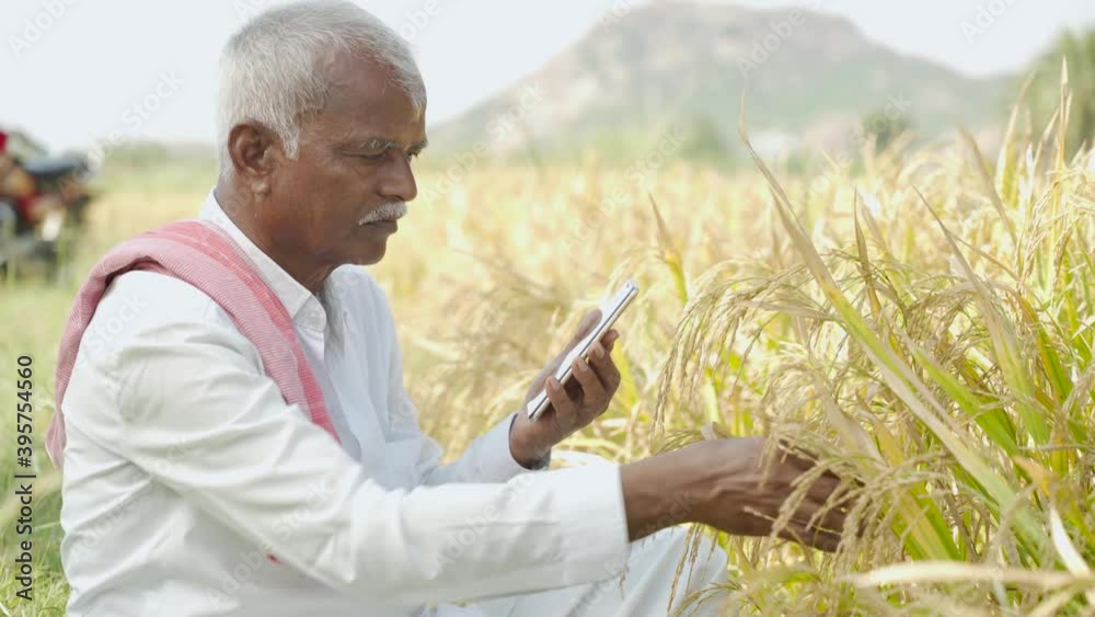 Farmer busy checking the crop yield and pests by using mobile Phone - Concept of Farmer using Smartphone technology and internet in agriculture farmland