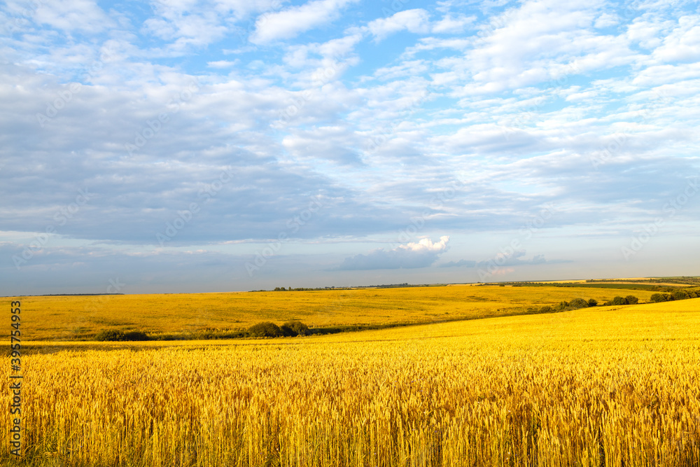 Wide wheat field landscape with sky in clouds. Authentic farm series.